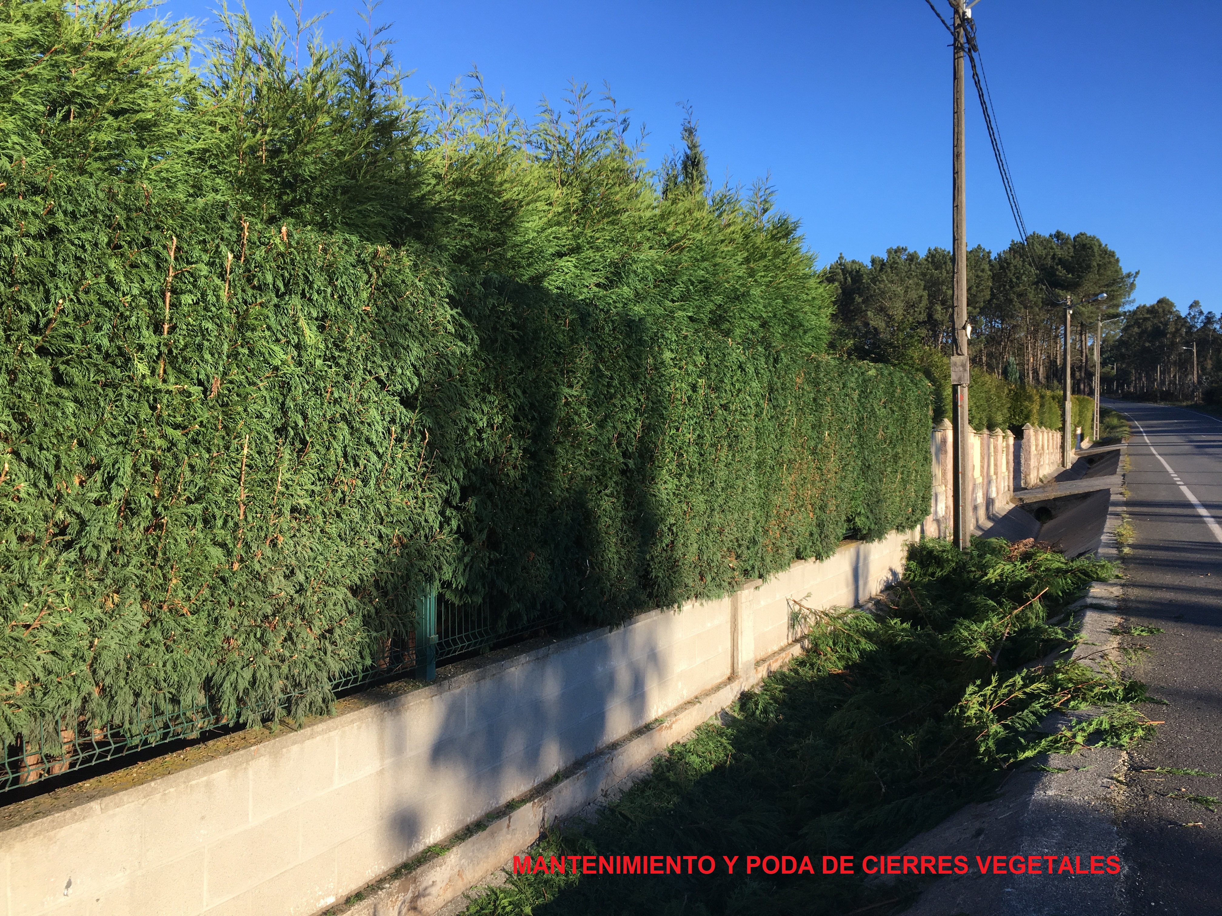 Poda de cierres vegetales y planta ornamental