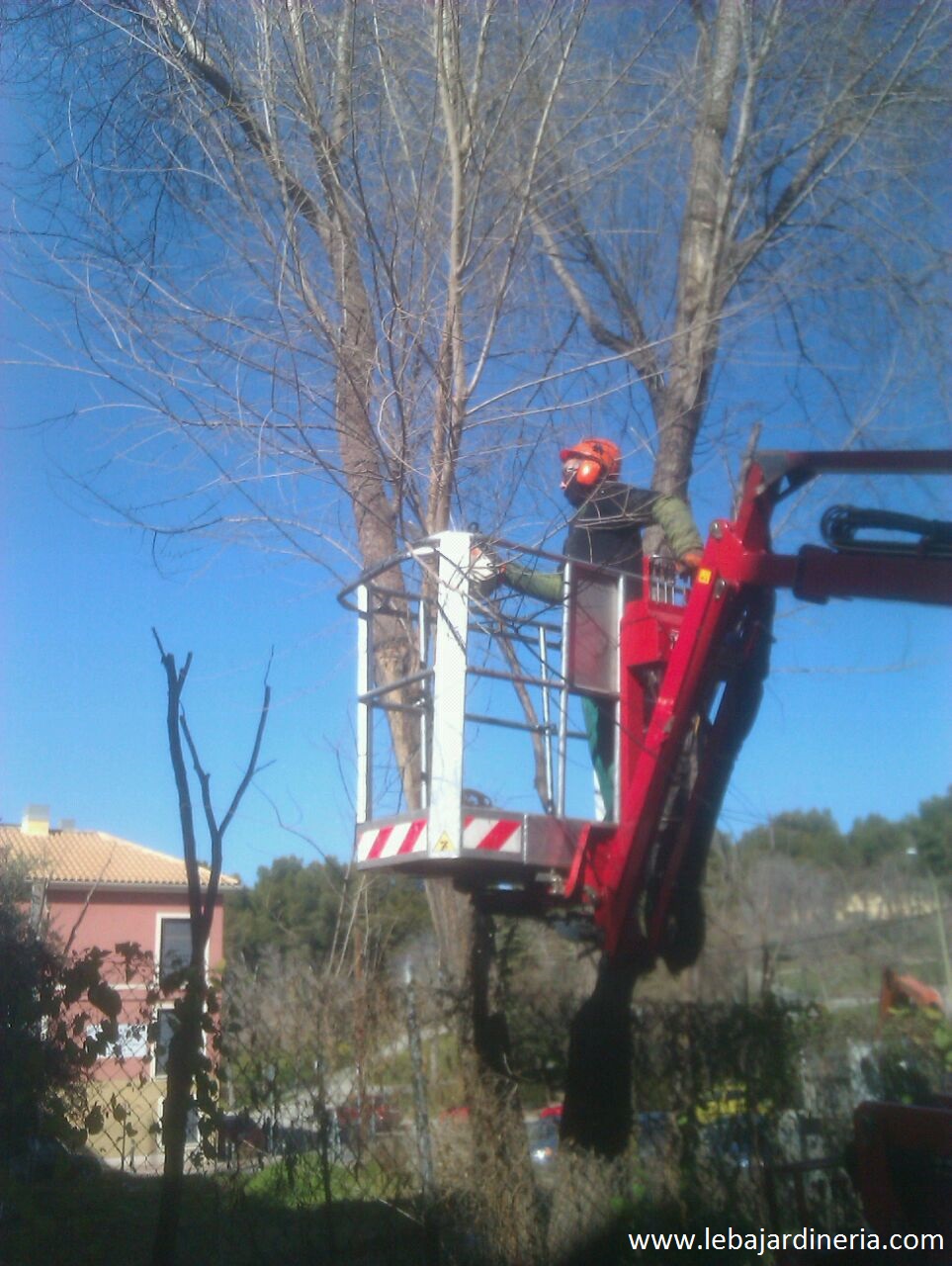 Poda en altura de arbolado en Madrid