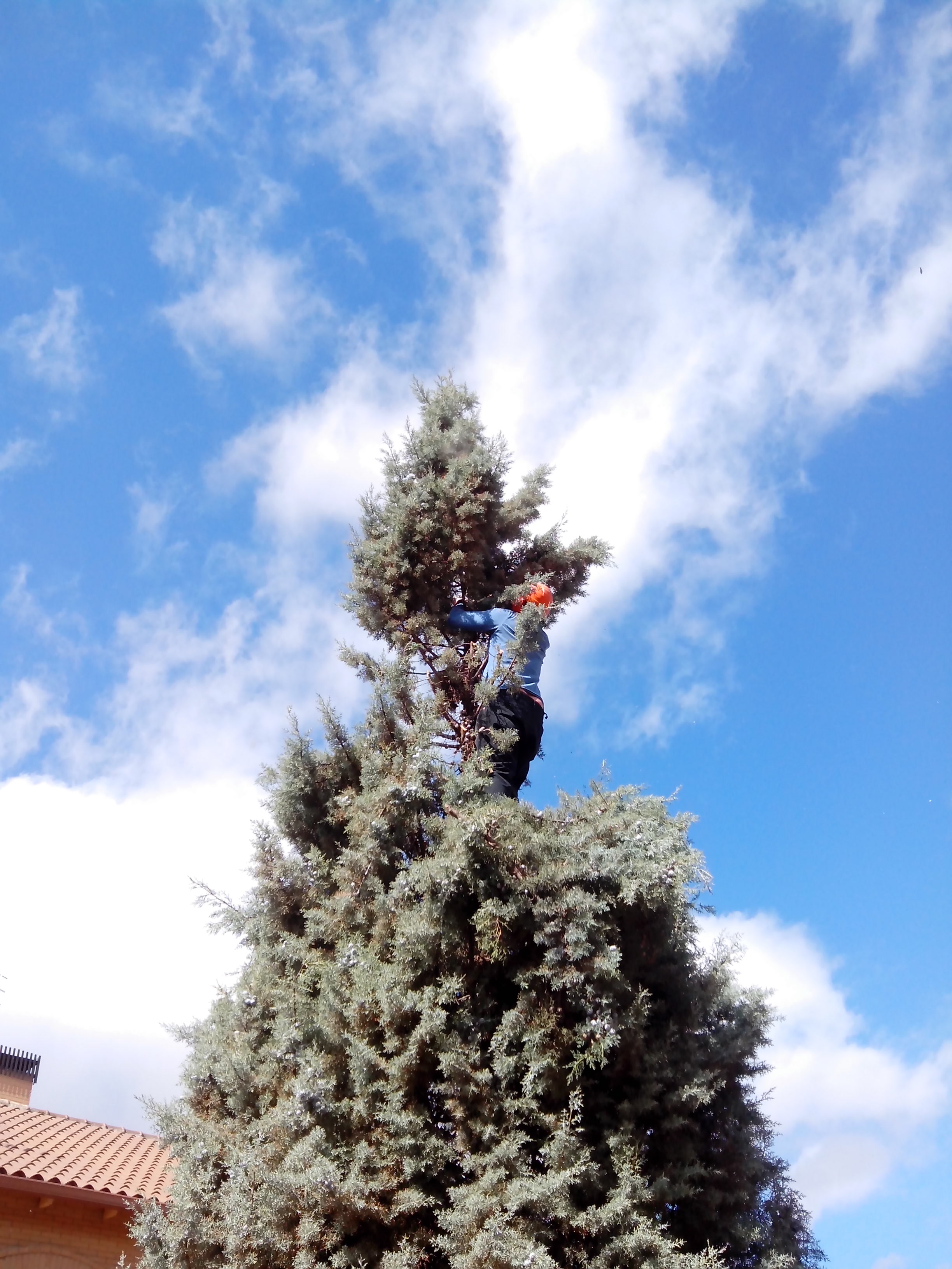Poda y perfilado Ciprés de 9m. 1