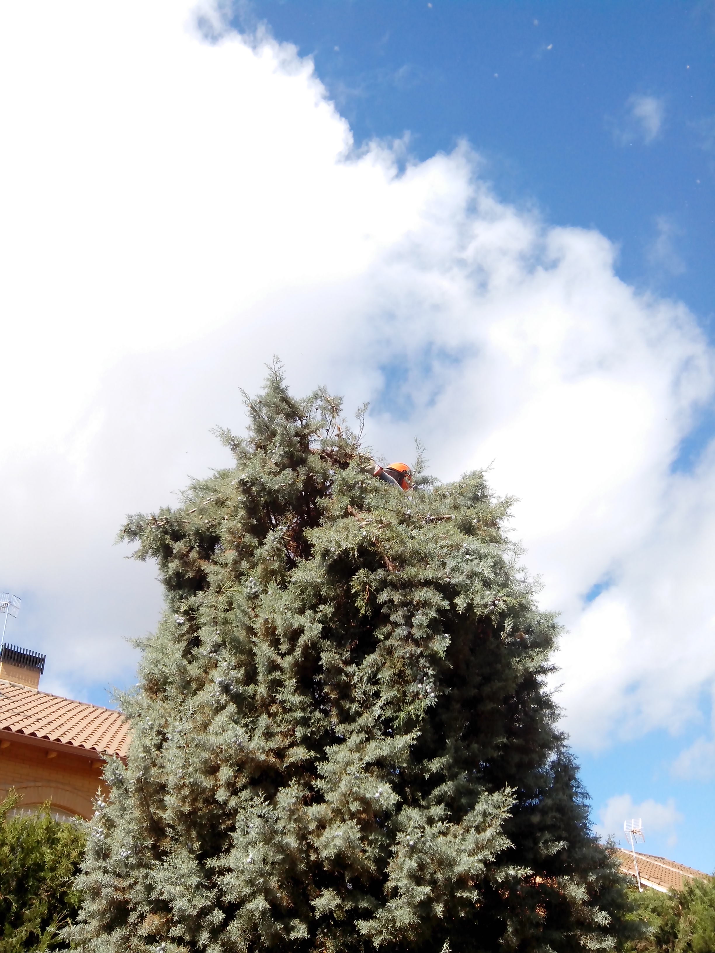 Poda y perfilado Ciprés de 9m. 3
