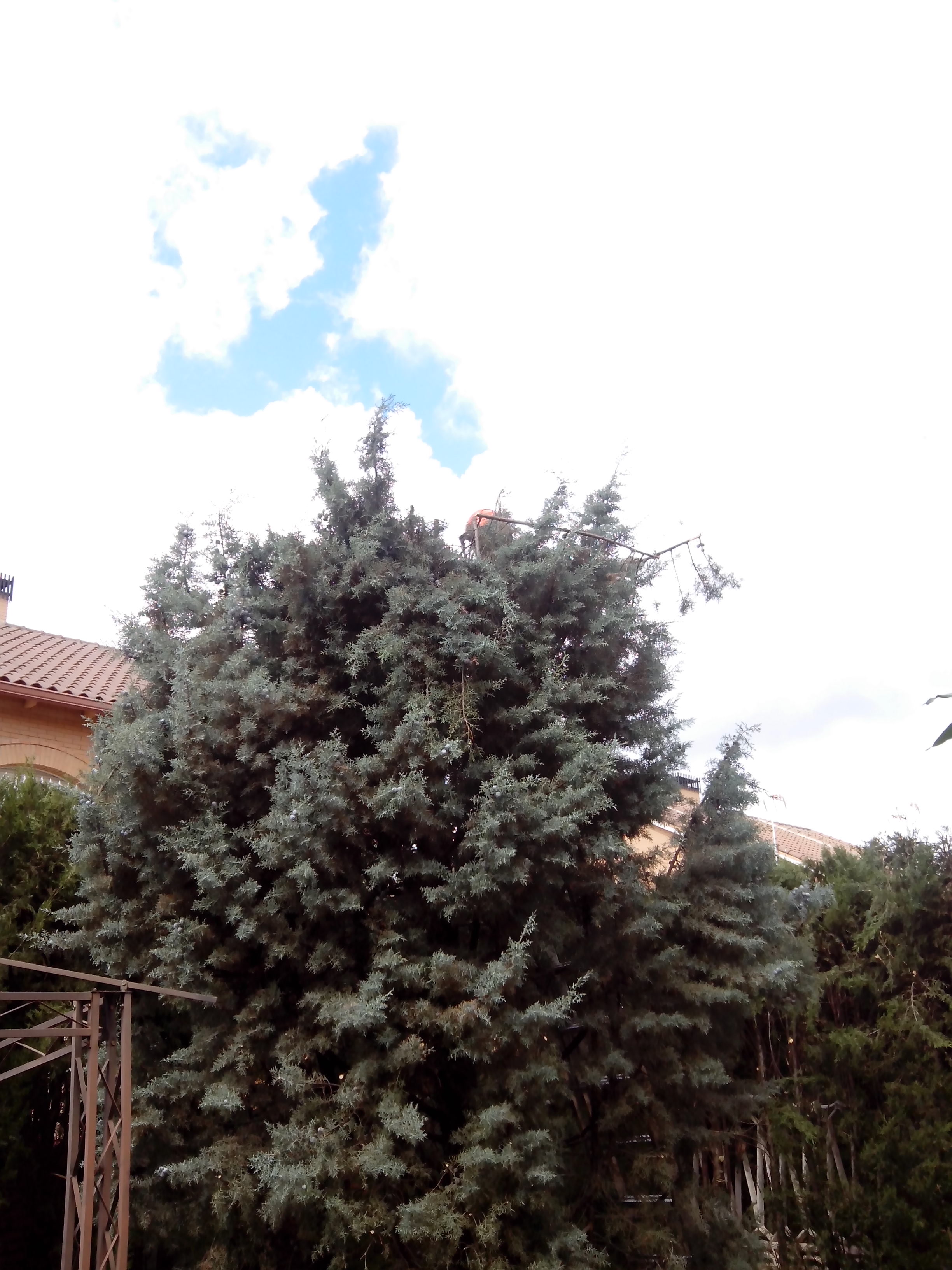 Poda y perfilado Ciprés de 9m. 4