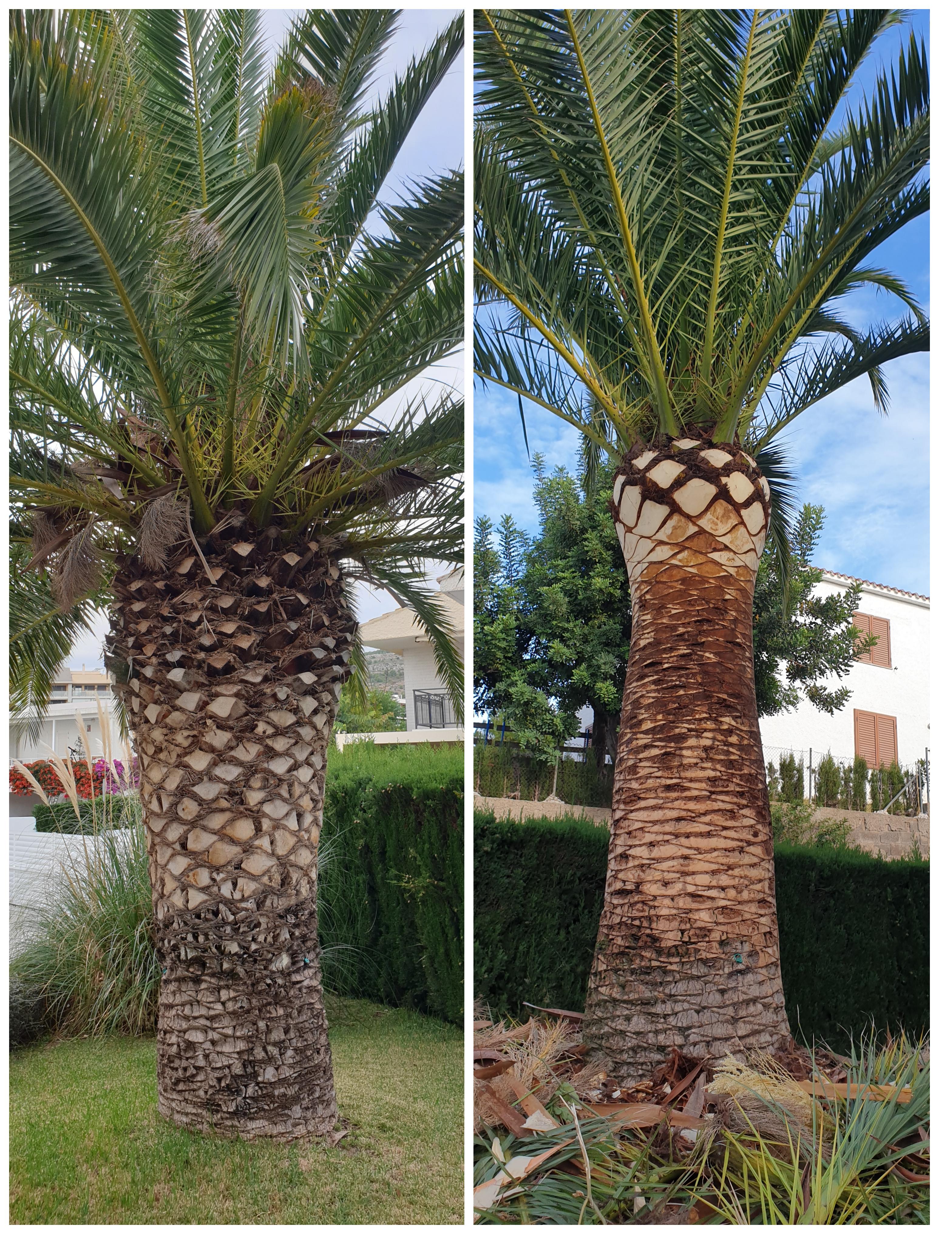 Poda de palmera Canaria antes y después!