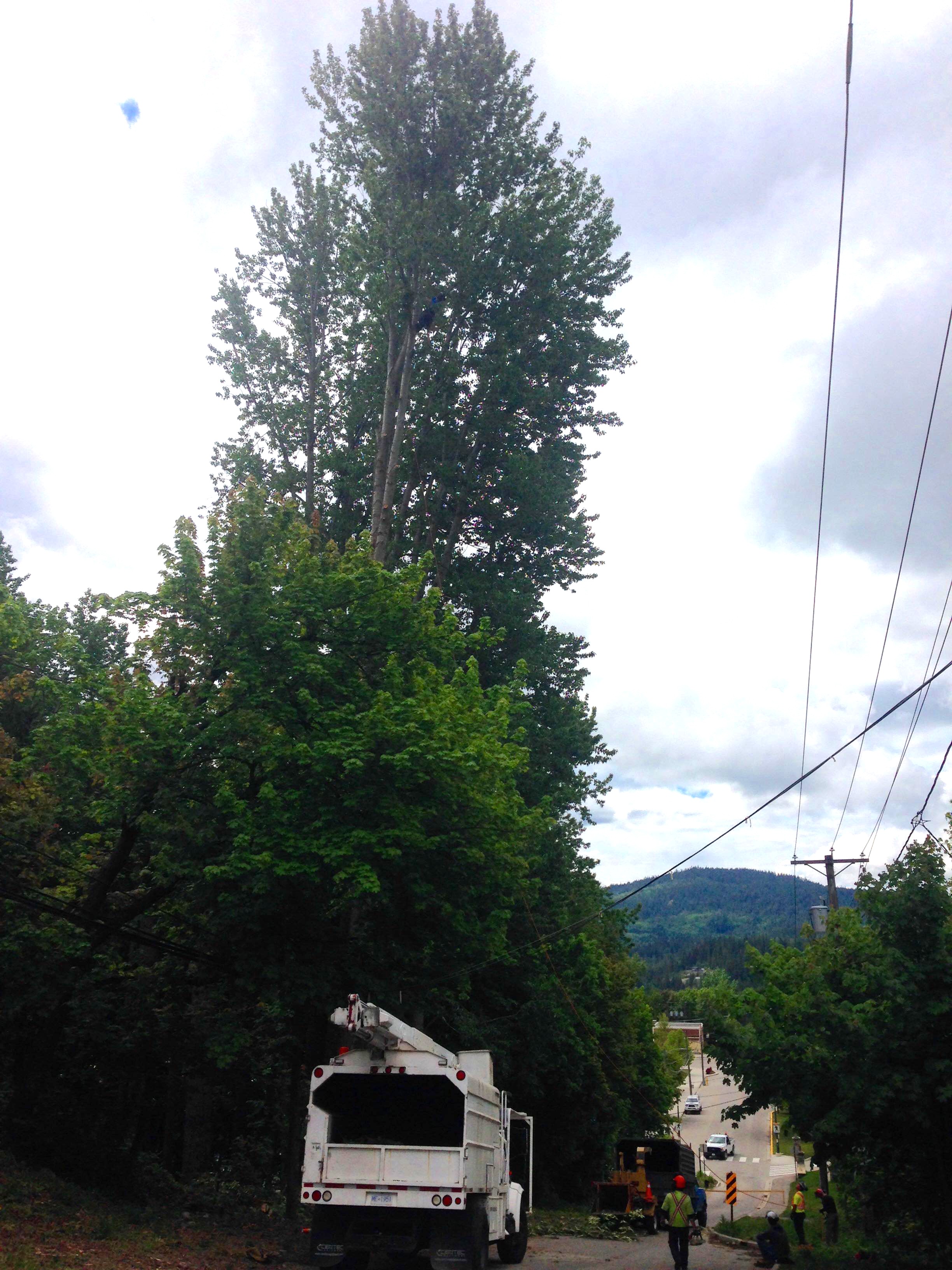 Tala populus de 80 metros