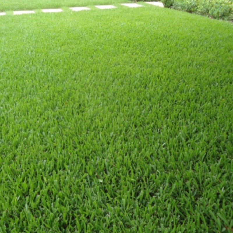 Plantación de césped