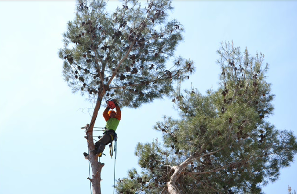 Tala controlada en altura