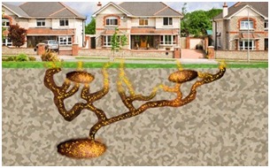 ¿CÓMO SE DISTRIBUYEN LAS TERMITAS?