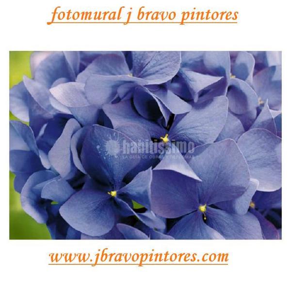 Oferta colocación de fotomurales desde 280€