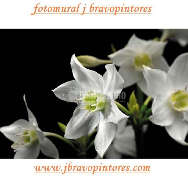 Oferta colocación de fotomurales desde 280€