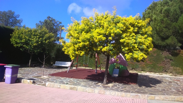 Acacea Dealbata (Mimosa común)