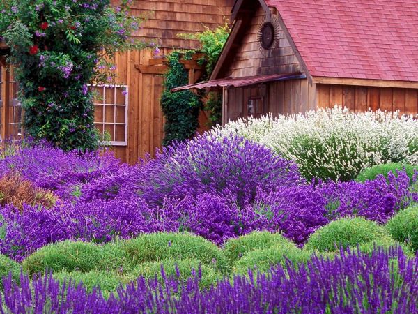 COMPOSICIONES FLORALES