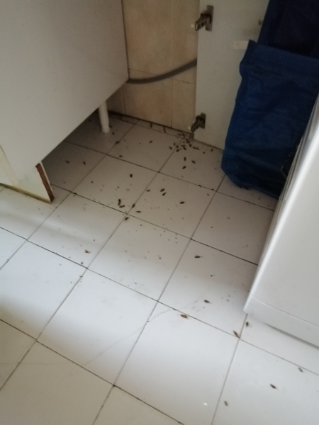 DESINSECTACION EN DOMICILIOS