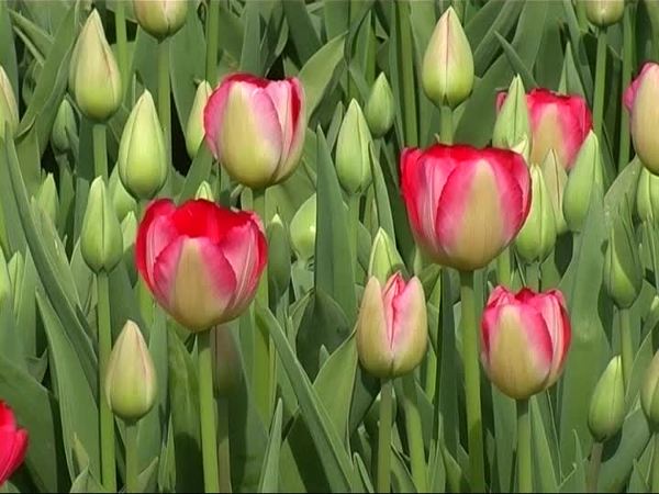 FLOR TEMPORADA
