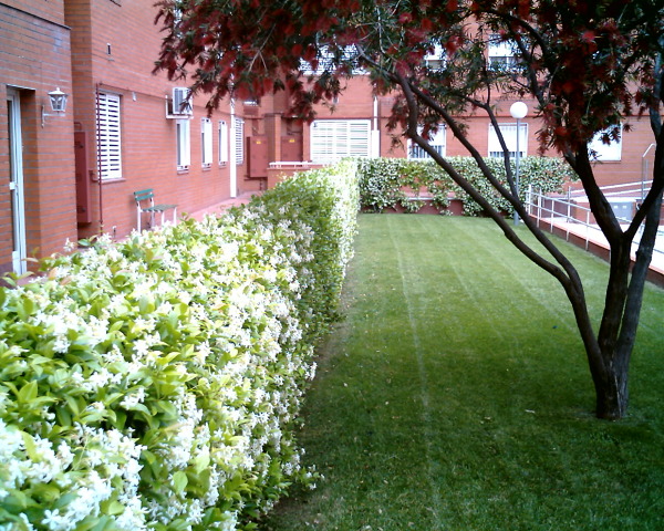 MANTENIMIENTO DE JARDÍN.