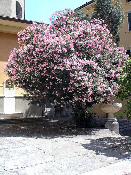 Nerium Oleander (Adelfa)