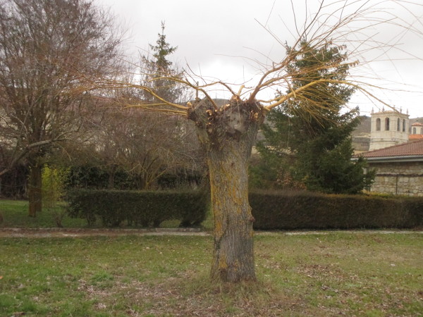 PODA ARBOLES ORNAMENTALES