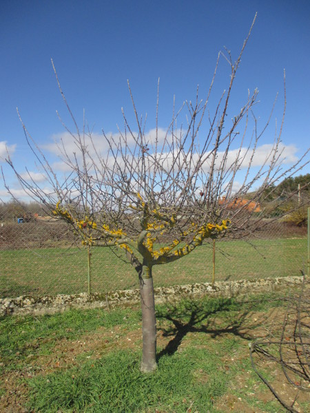 PODA DE ARBOLES FRUTALES