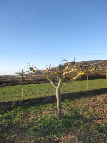 PODA DE ARBOLES FRUTALES