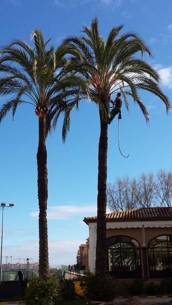 poda de palmera con bicicleta