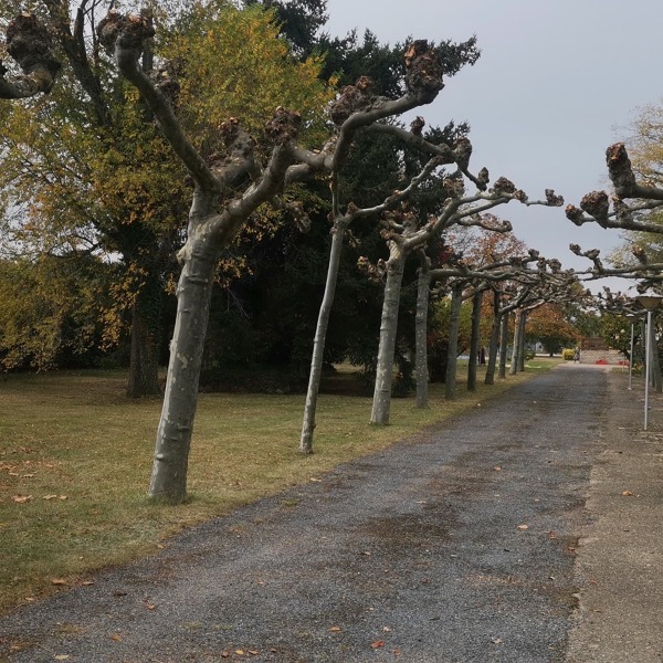 PODA OTOÑO