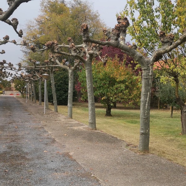 PODA OTOÑO