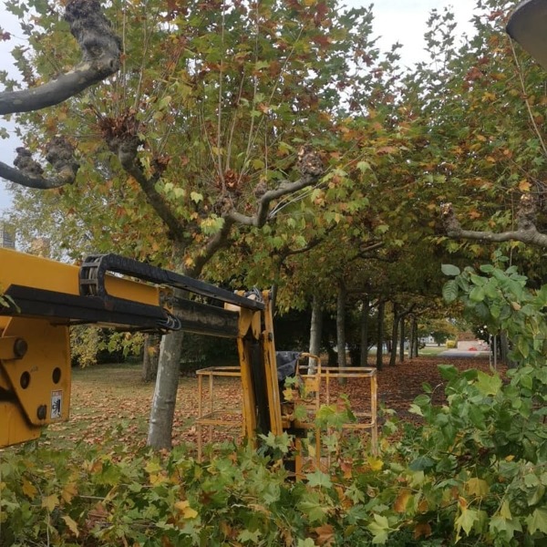 PODA OTOÑO