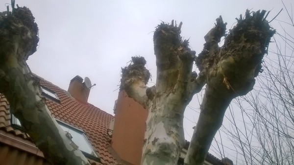 Podas de arboles