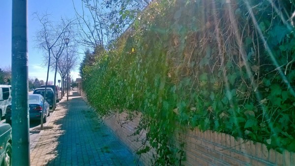 Podas de hiedra 