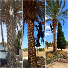 15% de descuento en la poda de palmeras  hasta Abril