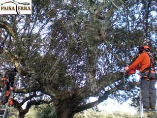 5% en poda de árboles en jardines