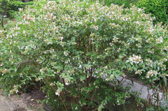 Abelia Glandiflora