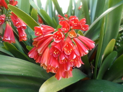 Clivia miniata