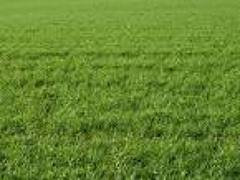 Este mes descuento de un 10 % en los tratamientos para mejorar tu pradera 