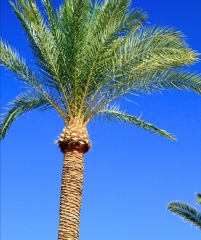 OFERTA ESPECIAL OTOÑO PODA TU PALMERA POR 125€