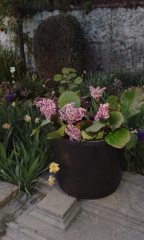 Planta en Hidrojardinera de gran capacidad 100€