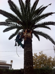 Poda de palmera forma trepa.