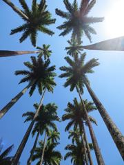PODAS Y TALAS DE PALMERAS