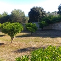 Finca desbrozada y limpia