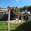 Poda2