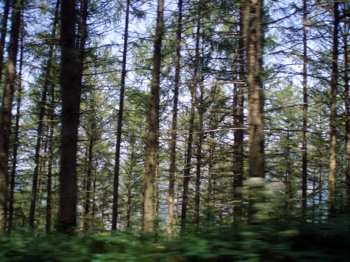 Tala en Puente Genil