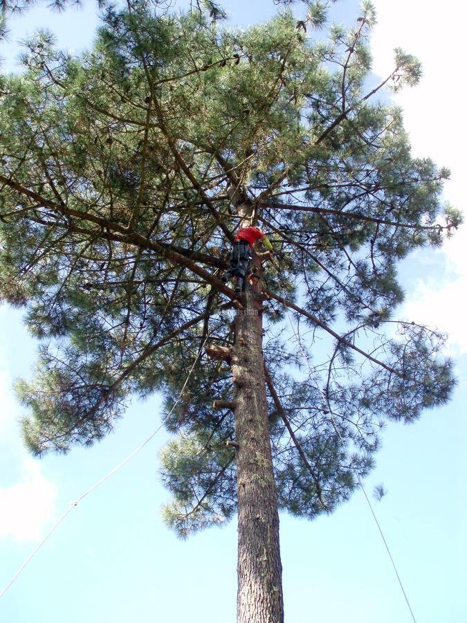 Tala de un pino de grandes dimensiones