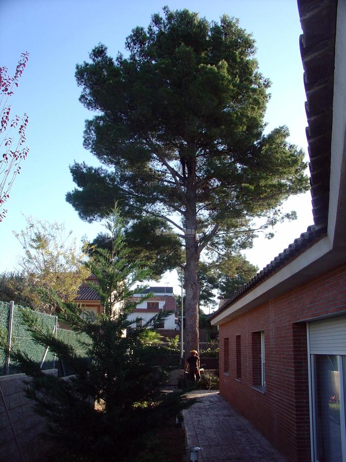 Tala controlada de un pino