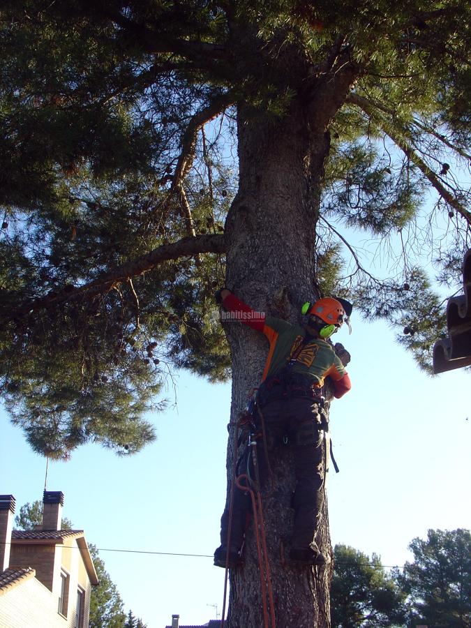 Tala controlada de un pino