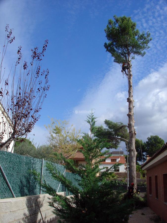 Tala controlada de un pino