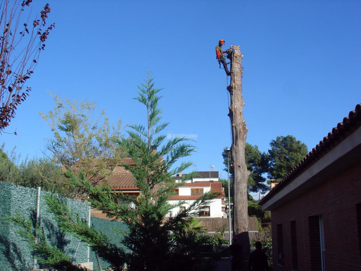 Tala controlada de un pino
