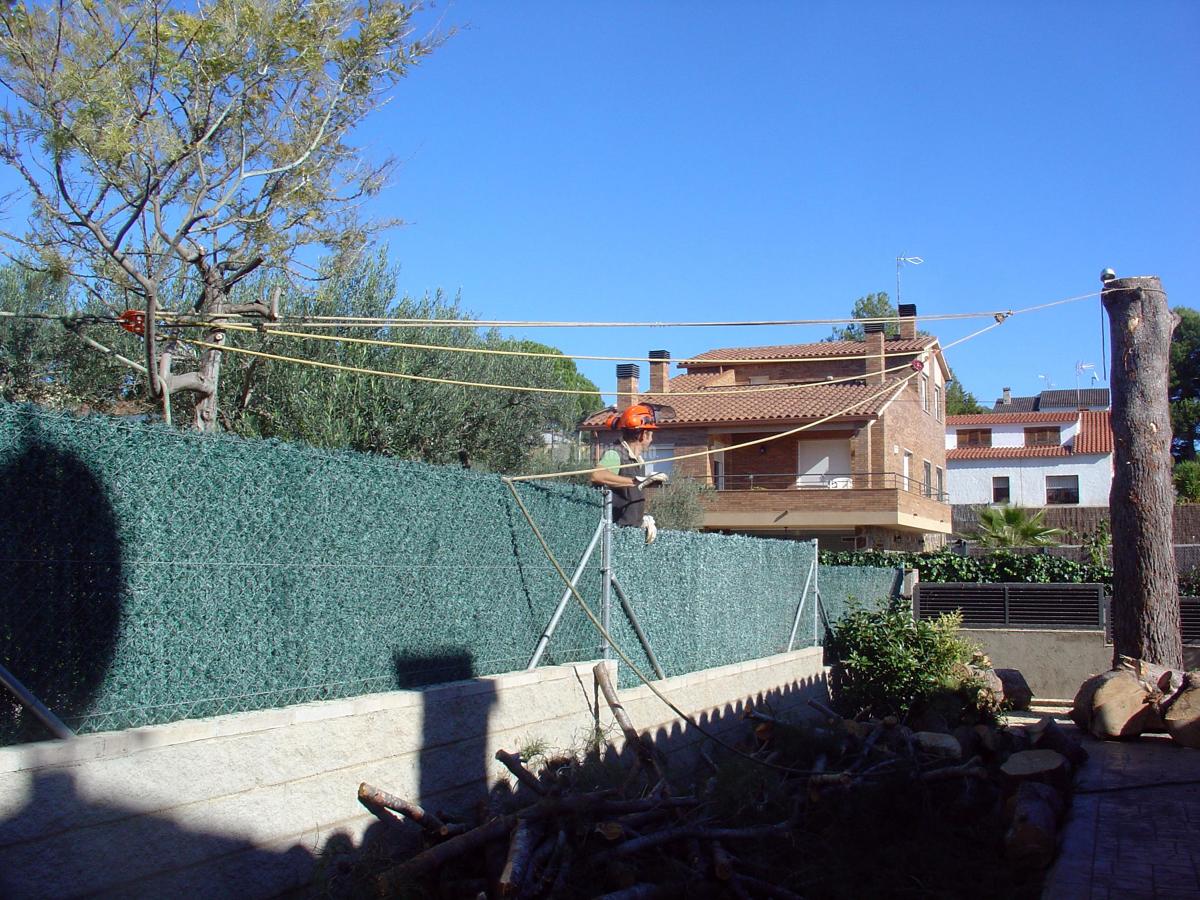 Tala controlada de un pino