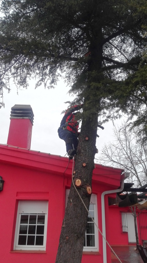 Acceso a cualquier arbol, sin gruas ni incomodidades