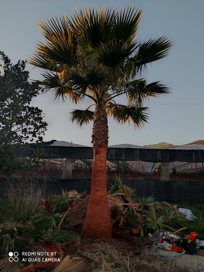 Afeitado de tronco y poda de palmera washingtonia