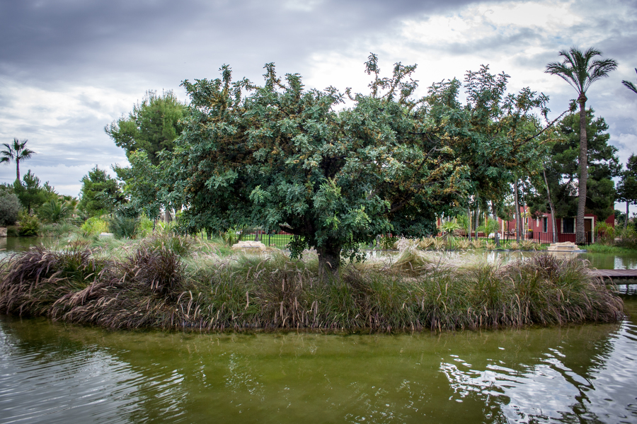 Algarrobo, Ceratonia siliqua