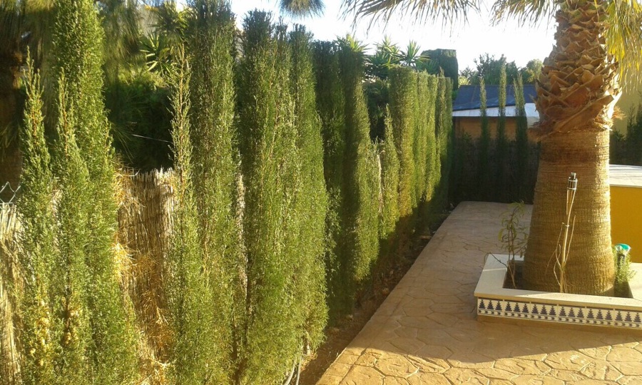 antes de la poda de los setos