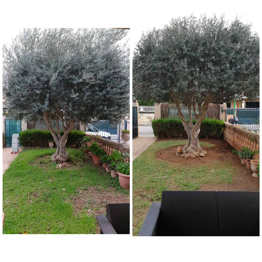 Antes y despues de olivo